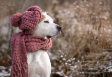 Geada, vento e até neve: saiba o que esperar do inverno 2025 em SC