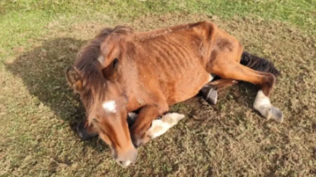 Cavalos desnutridos e aves com olhos furados são resgatados em ação contra maus-tratos