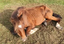 Cavalos desnutridos e aves com olhos furados são resgatados em ação contra maus-tratos