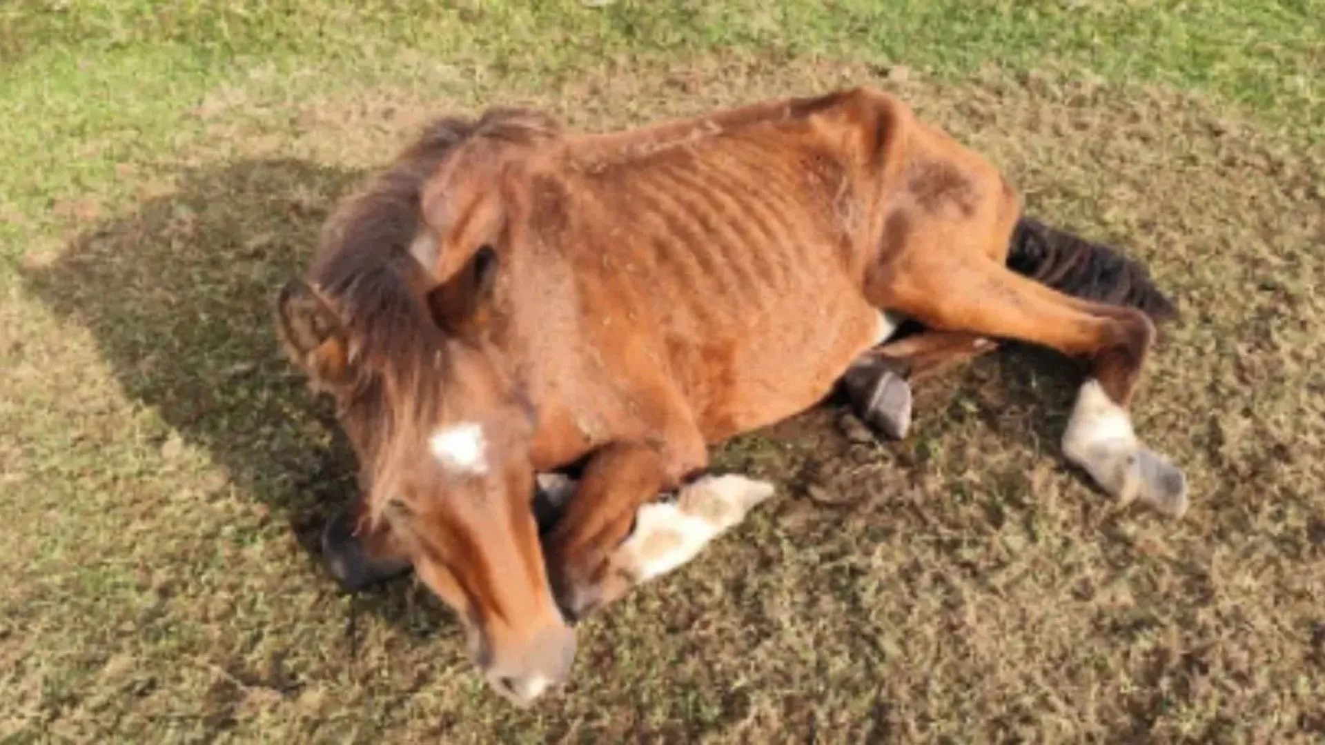 Cavalos desnutridos e aves com olhos furados são resgatados em ação contra maus-tratos