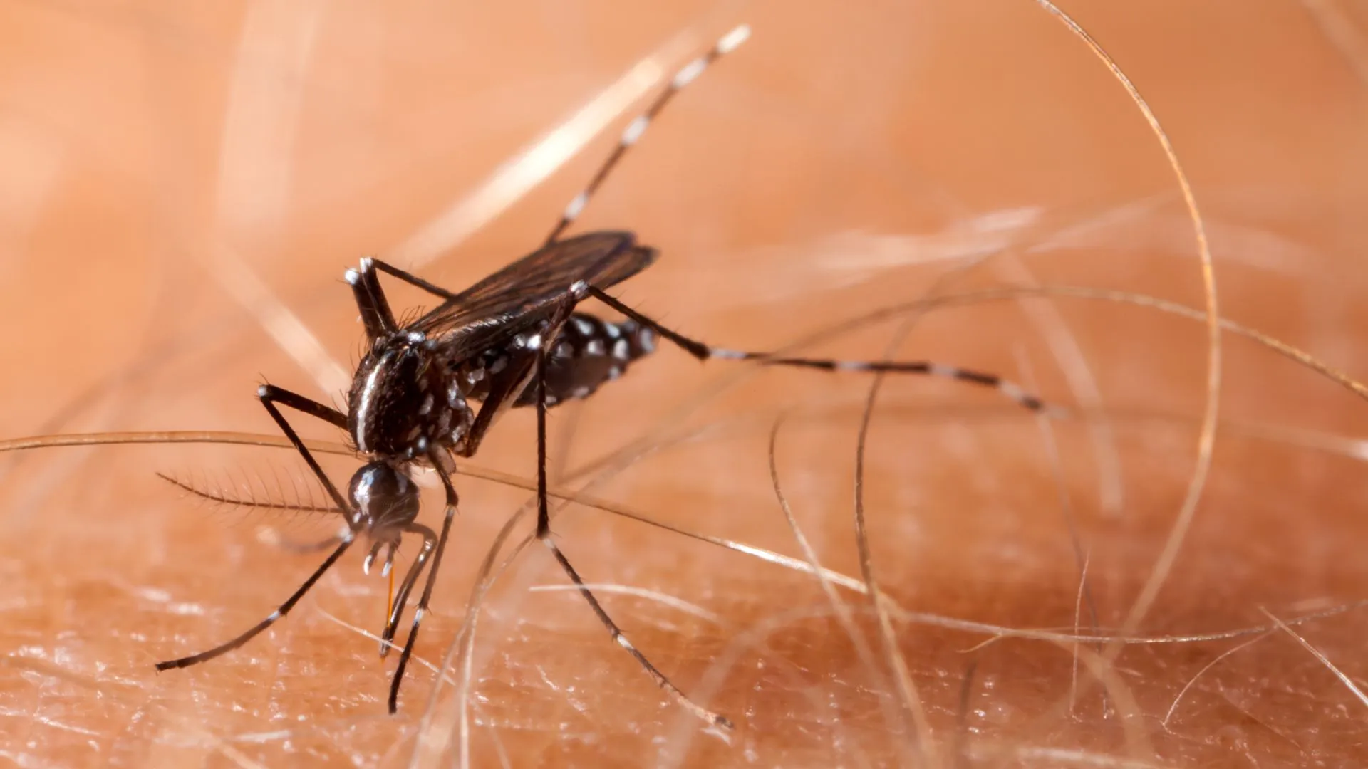 Primeiro caso de Chikungunya é confirmado em Joaçaba em 2025
