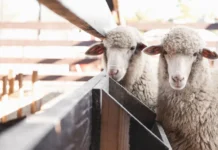 Cidasc alerta produtores sobre atualização obrigatória do cadastro agropecuário