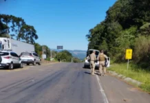 Suspeito de roubo na região é preso pela Polícia Militar