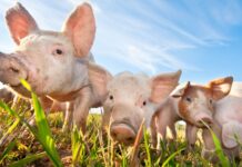 Produção e exportações do agro colocam SC entre os maiores do Brasil