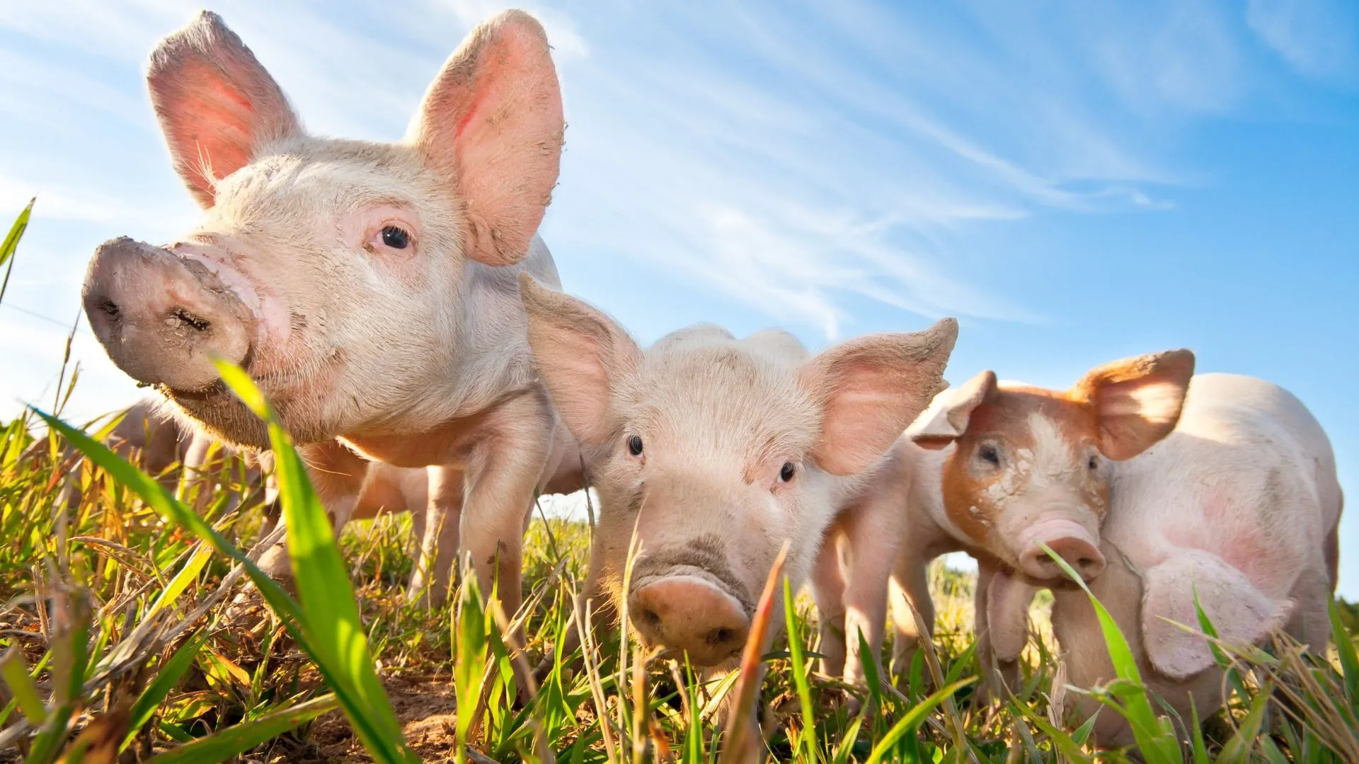 Produção e exportações do agro colocam SC entre os maiores do Brasil