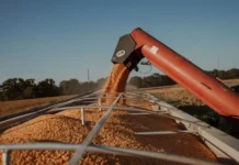 Recorde na produção de grãos expõe falta de armazéns em SC