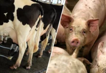 Crise no leite e na suinocultura preocupa produtores de SC