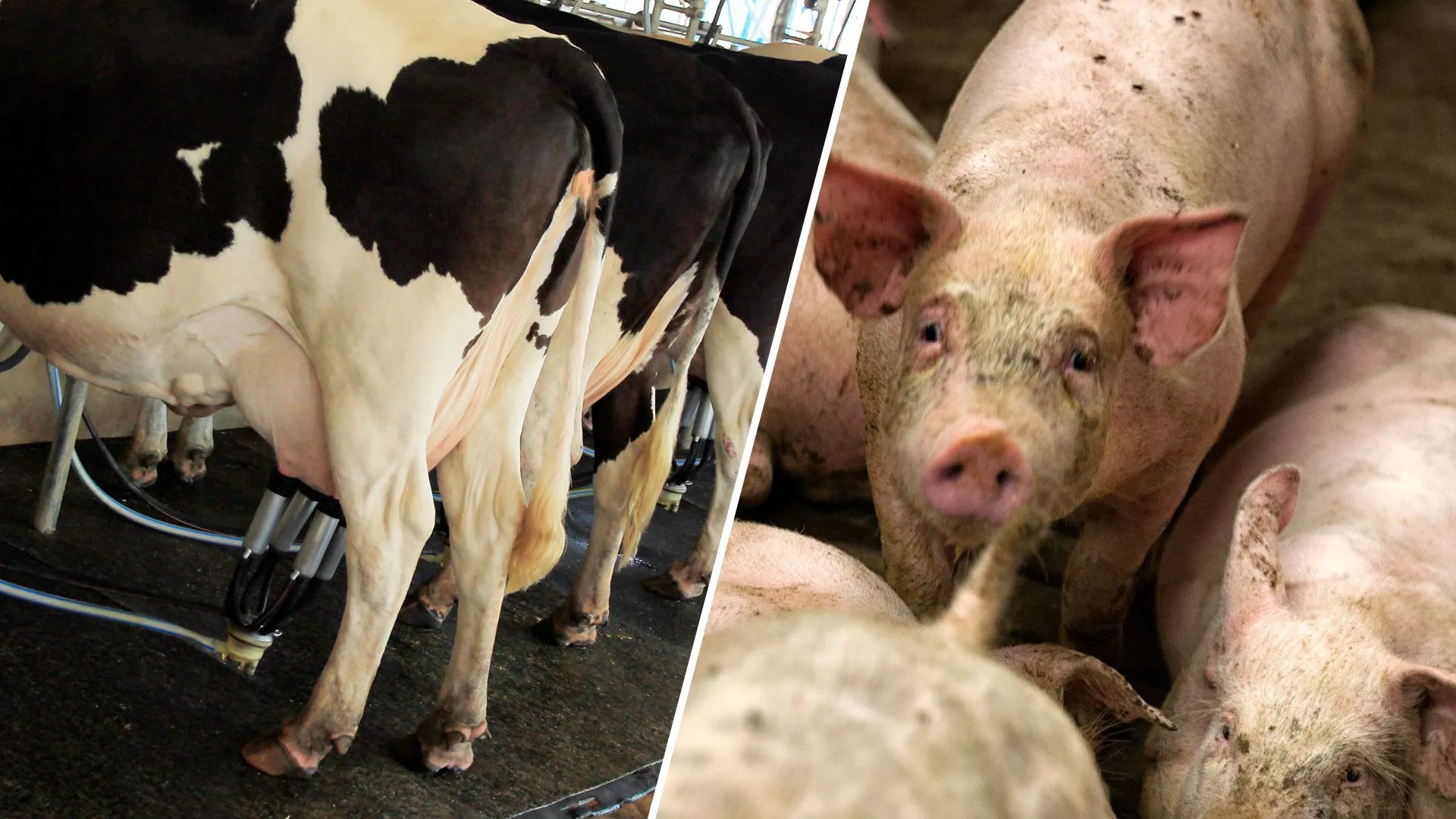 Crise no leite e na suinocultura preocupa produtores de SC
