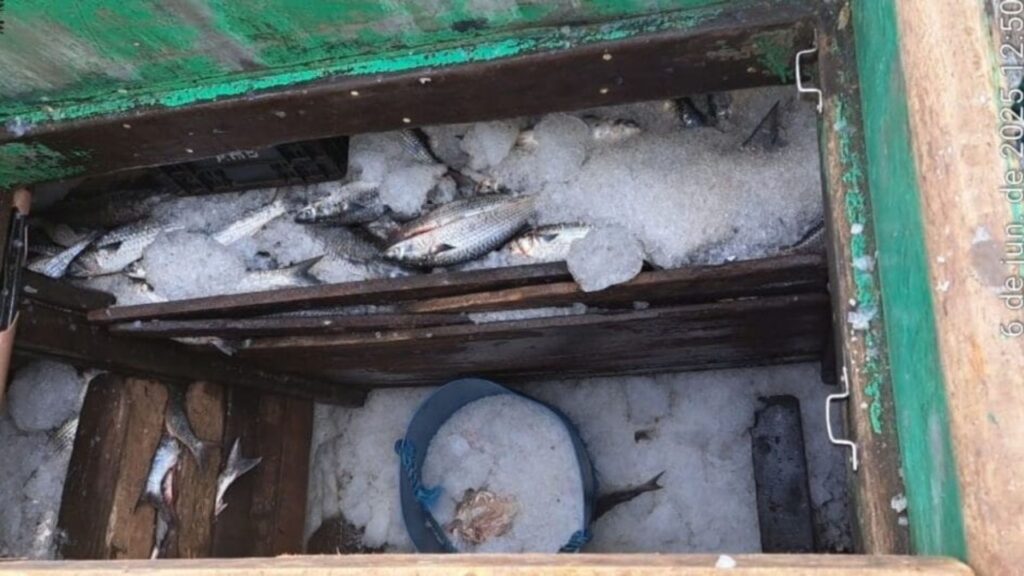 IBAMA, PF e Marinha apreendem 15 toneladas de tainha ilegal em Santa Catarina