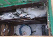 IBAMA, PF e Marinha apreendem 15 toneladas de tainha ilegal em Santa Catarina