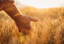 Semeadura antecipada do trigo aumenta produtividade no Oeste Catarinense