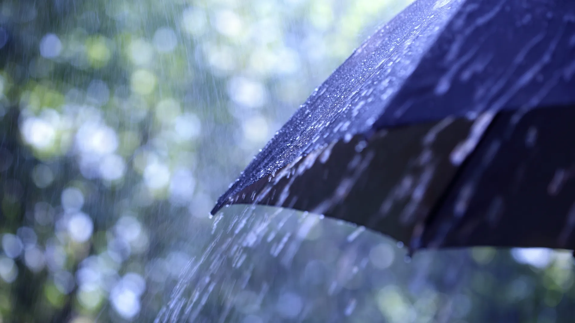 Guarda-chuva