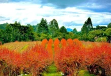 Epagri apoia produção de mirtilo em meio a reflorestamento