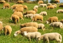 Matos Costa promove encontro para incentivar a criação de ovelhas no município