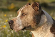 SC define regras para criação, comercialização e circulação de pitbulls