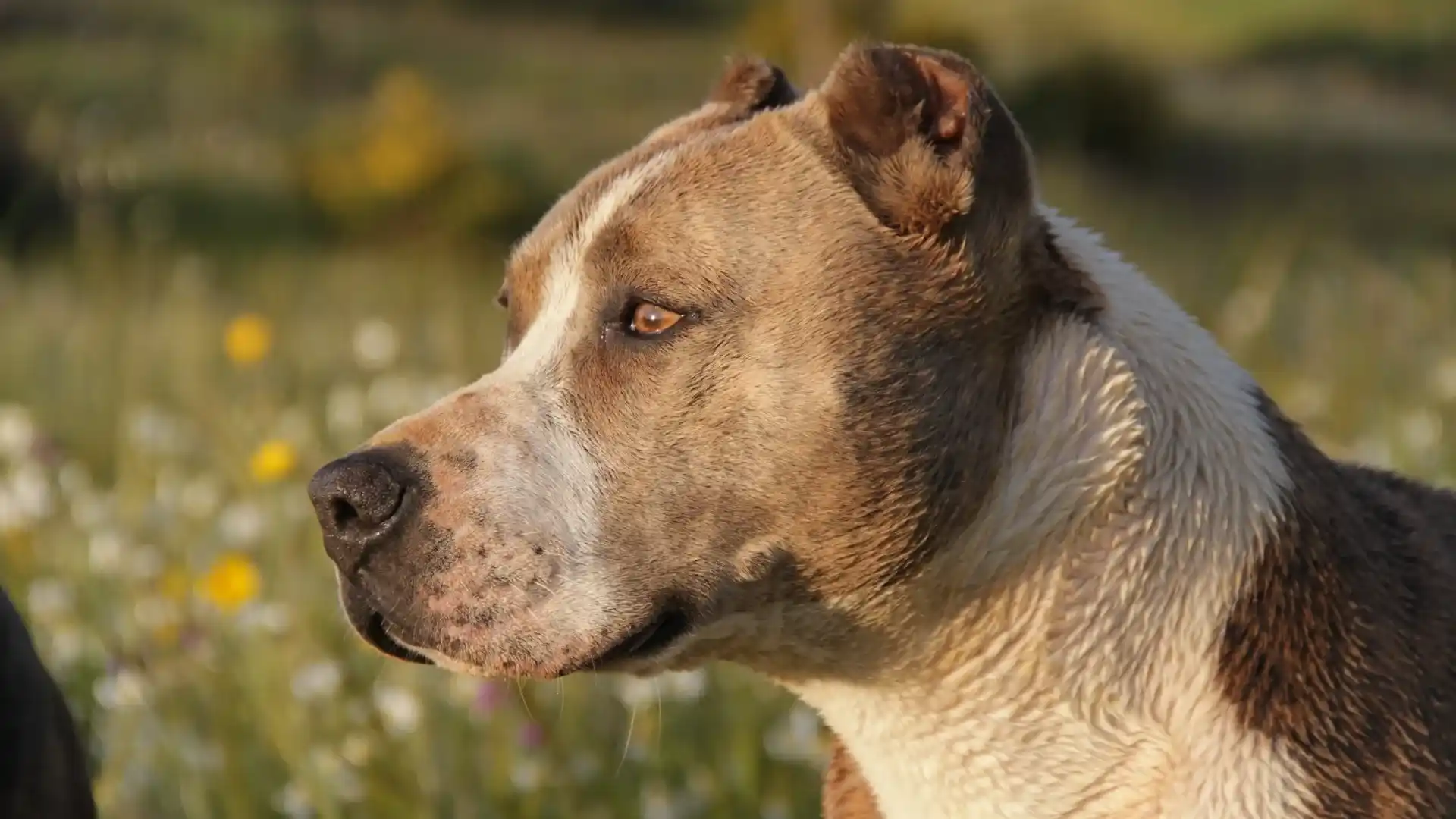 SC proíbe pitbulls em locais públicos e exige castração obrigatória