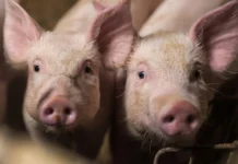 Suinocultores de SC enfrentam crise com prejuízo na produção e cobram medidas urgentes Suinocultores de SC enfrentam crise com prejuízo na produção e cobram medidas urgentes