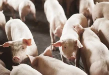 SC bate recorde histórico nas exportações de carne suína