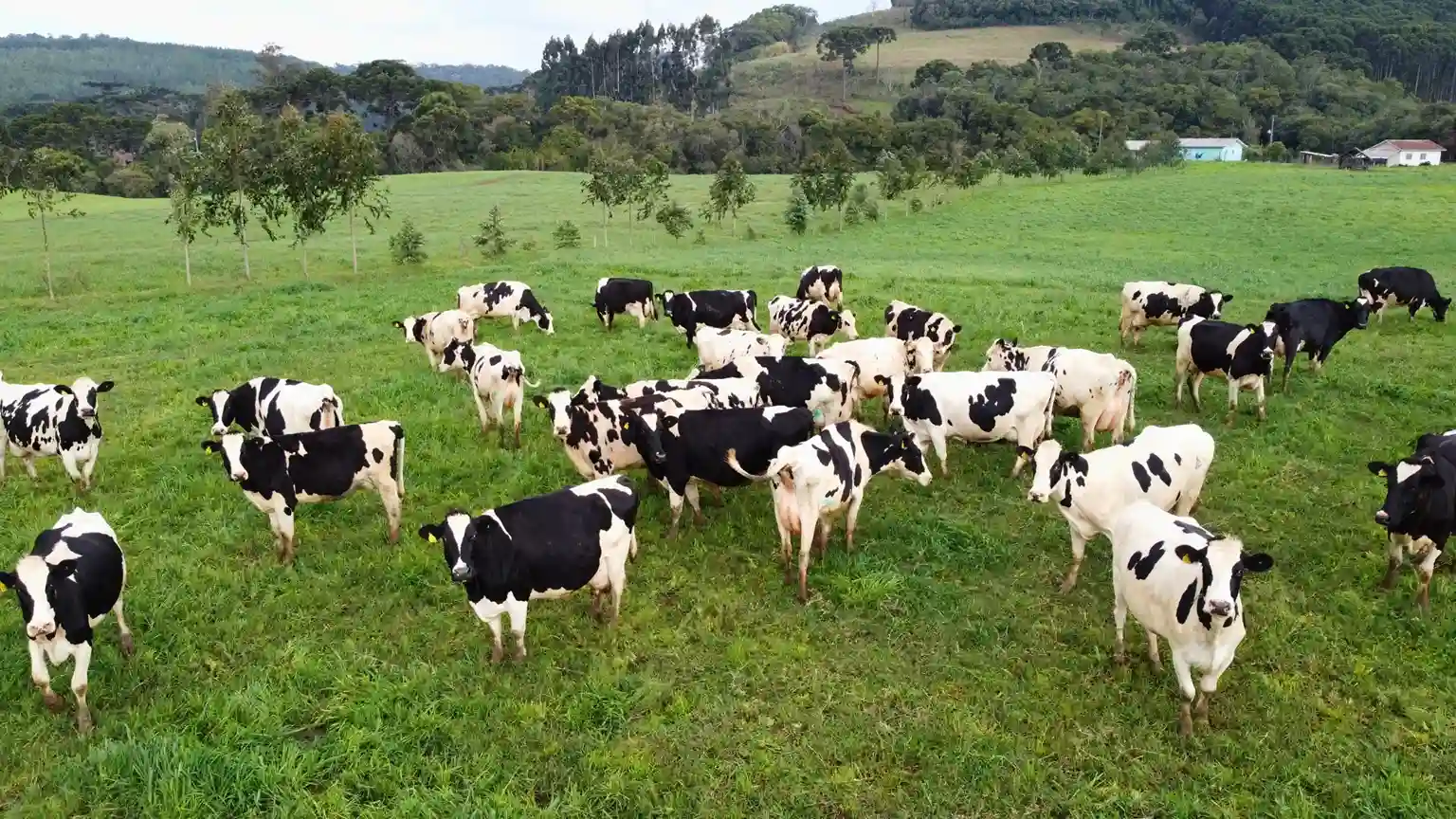 Vacas no pasto