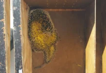 Bombeiros resgatam animal silvestre em sacada de apartamento em Videira