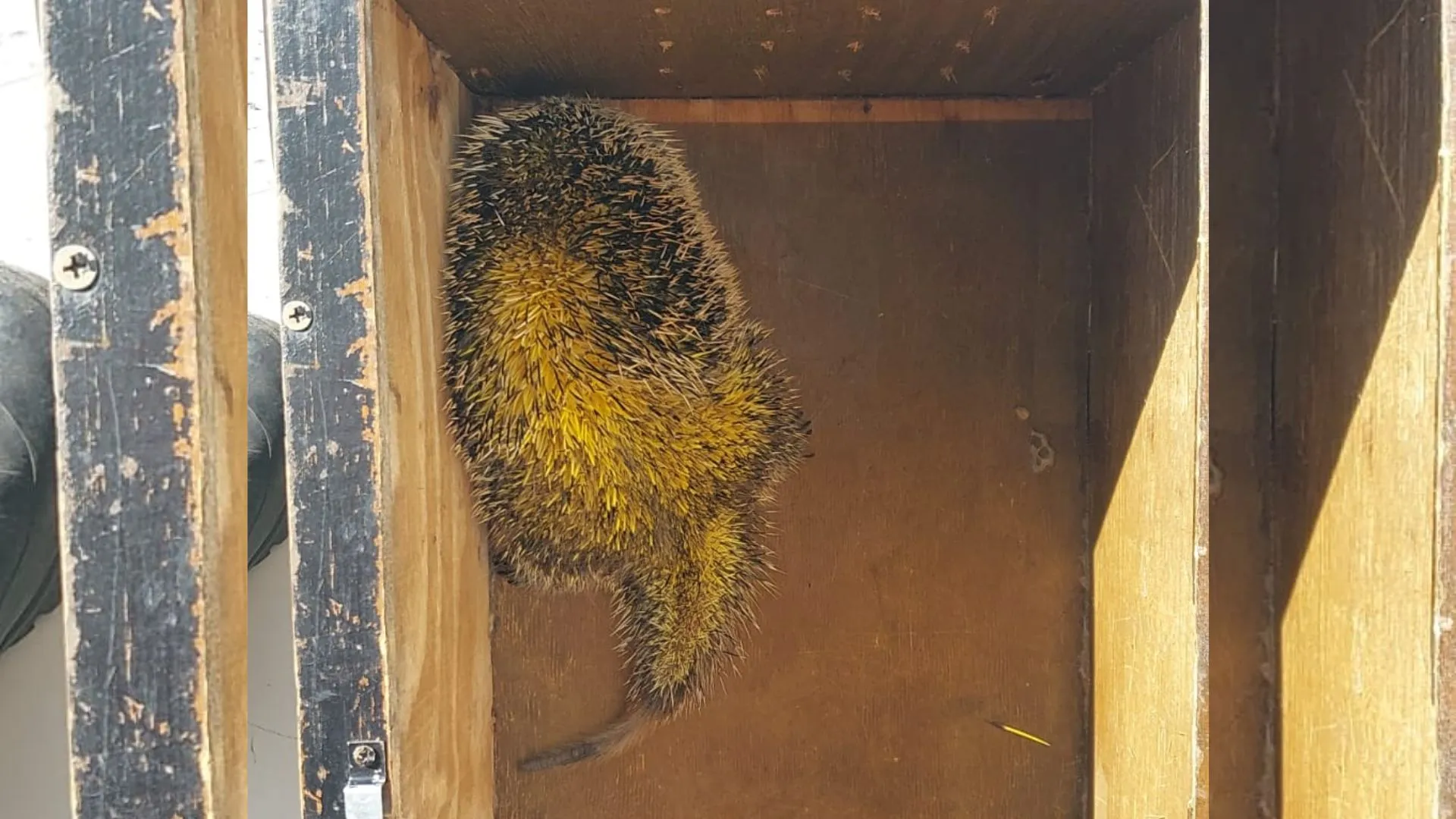 Bombeiros resgatam animal silvestre em sacada de apartamento em Videira