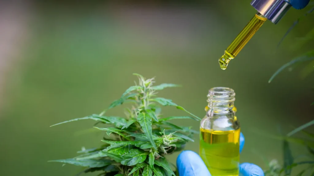Saiba qual é a primeira cidade de SC a oferecer medicamentos à base de cannabis pelo SUS