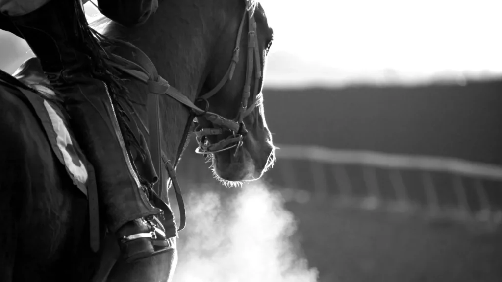 Ração contaminada mata mais de 280 cavalos em todo o país