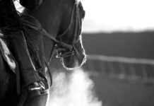 Ração contaminada mata mais de 280 cavalos em todo o país