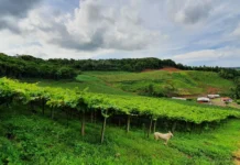 Congresso discute memória e identidade rural em Caçador