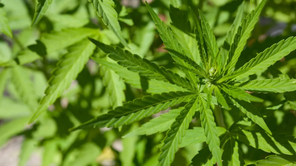 Mega plantação de maconha com 138 mil pés é descoberta pela polícia de SC