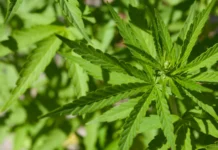 Mega plantação de maconha com 138 mil pés é descoberta pela polícia de SC