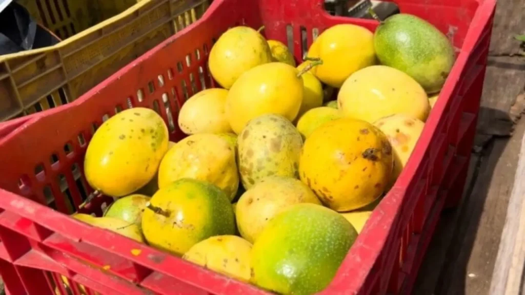 Cidasc define calendário do vazio sanitário do maracujá em SC