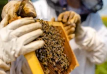 Epagri lança pesquisa para mapear a cadeia produtiva do mel em Santa Catarina