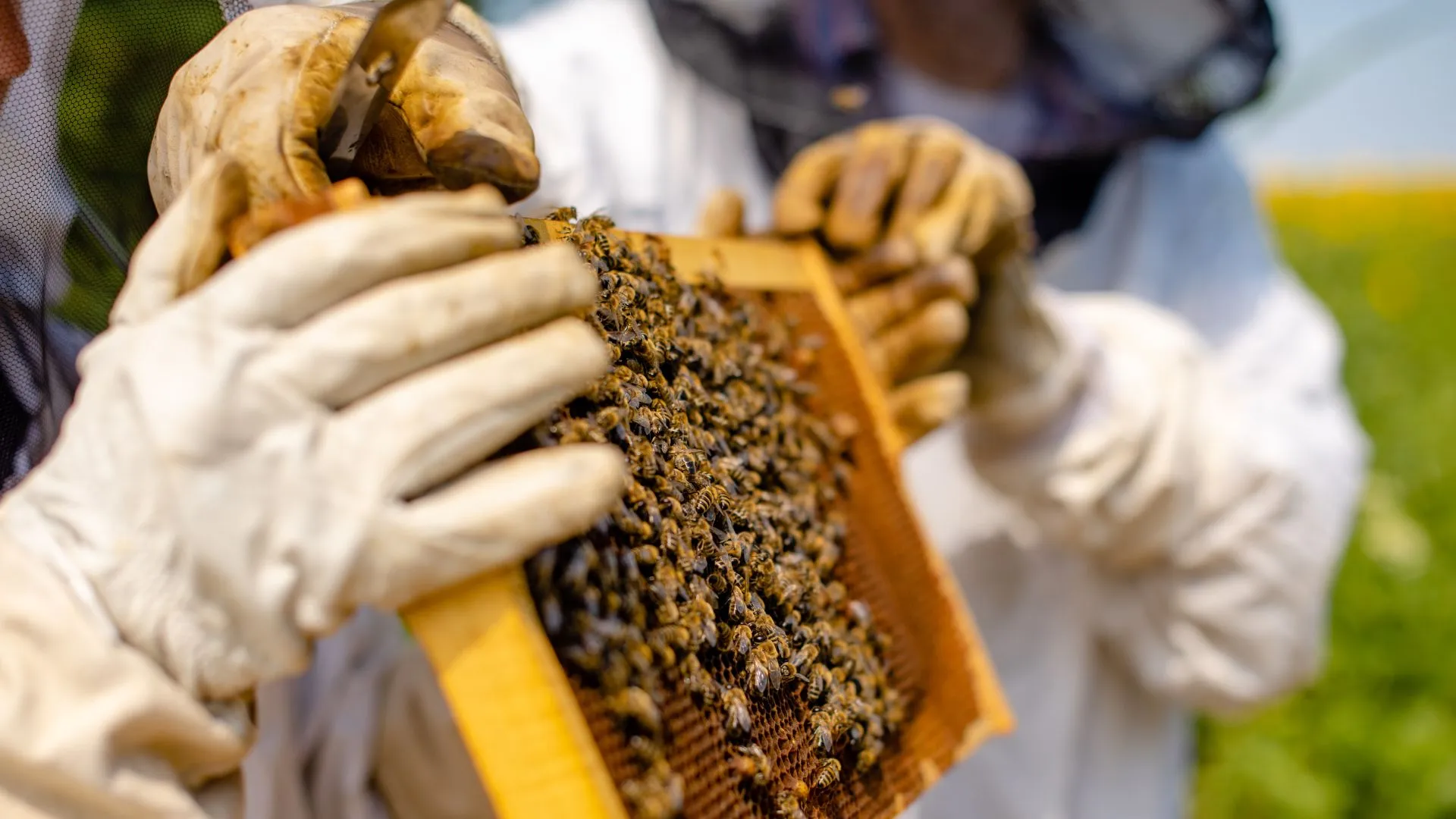 Epagri lança pesquisa para mapear a cadeia produtiva do mel em Santa Catarina