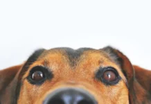 Terceiro ataque do ano mata mais seis cães em Herval d’Oeste