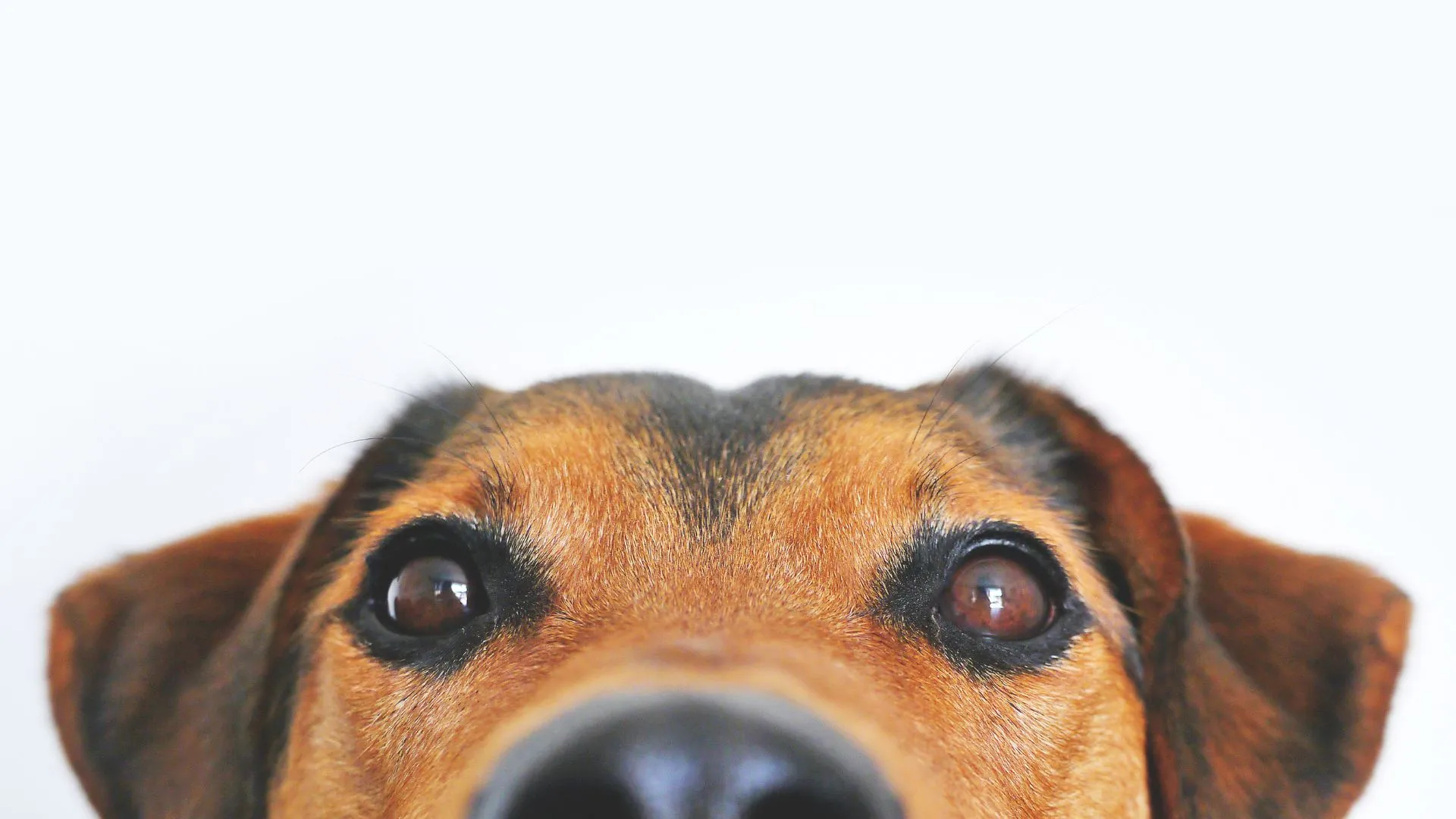 Terceiro ataque do ano mata mais seis cães em Herval d’Oeste
