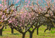Geada ameaça lavouras de pêssego e nectarina no Meio-Oeste de Santa Catarina