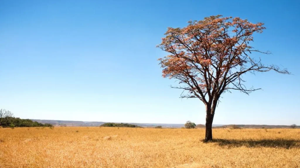 Tempo fica firme em Santa Catarina e o frio aparece