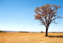 Tempo fica firme em Santa Catarina e o frio aparece Tempo fica firme em Santa Catarina e o frio aparece