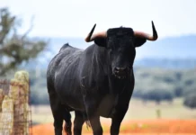 Idoso é atacado por touro e sofre ferimentos graves