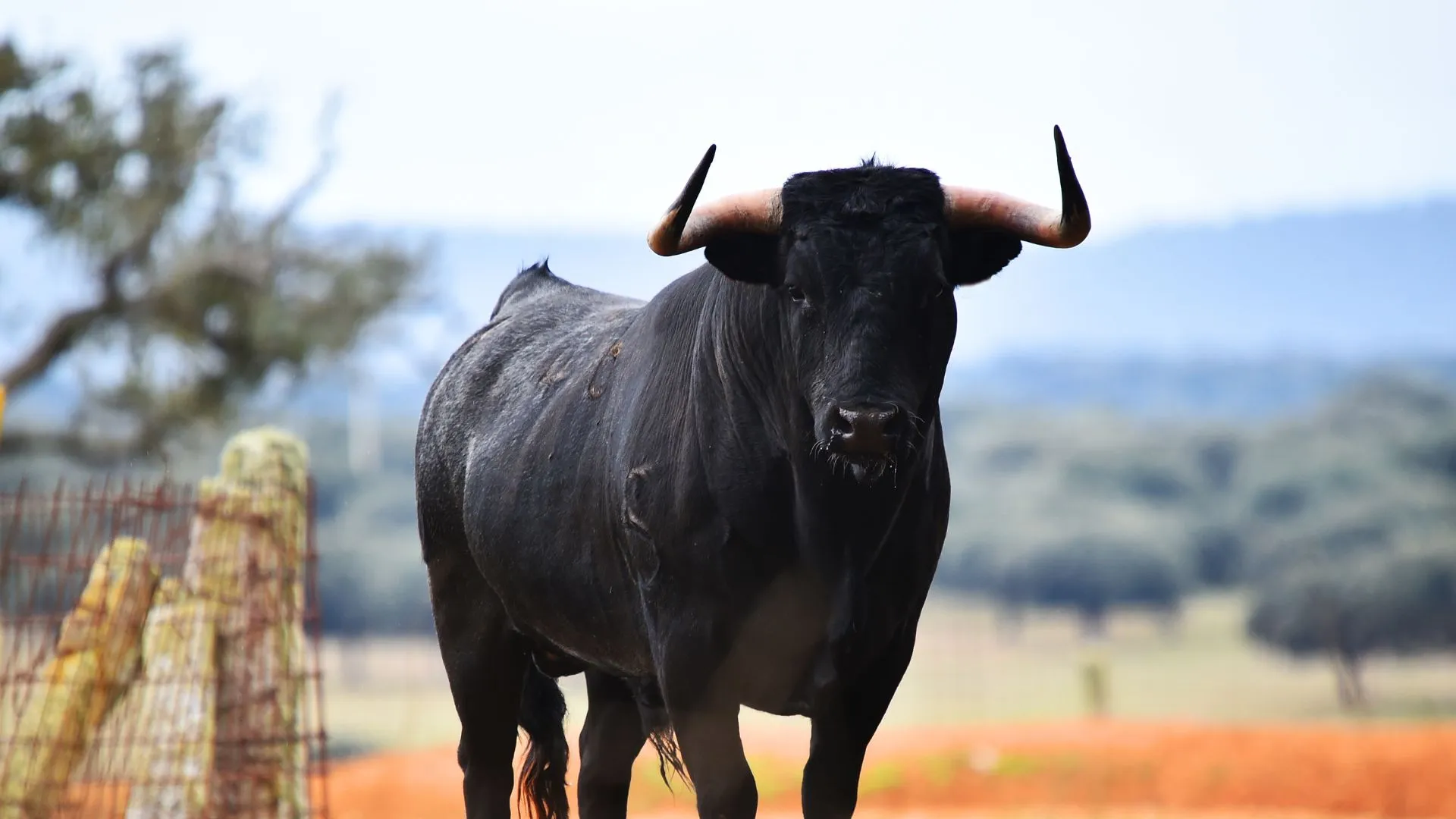 Idoso é atacado por touro e sofre ferimentos graves