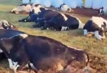 Acidente elétrico mata 32 vacas no interior do Paraná