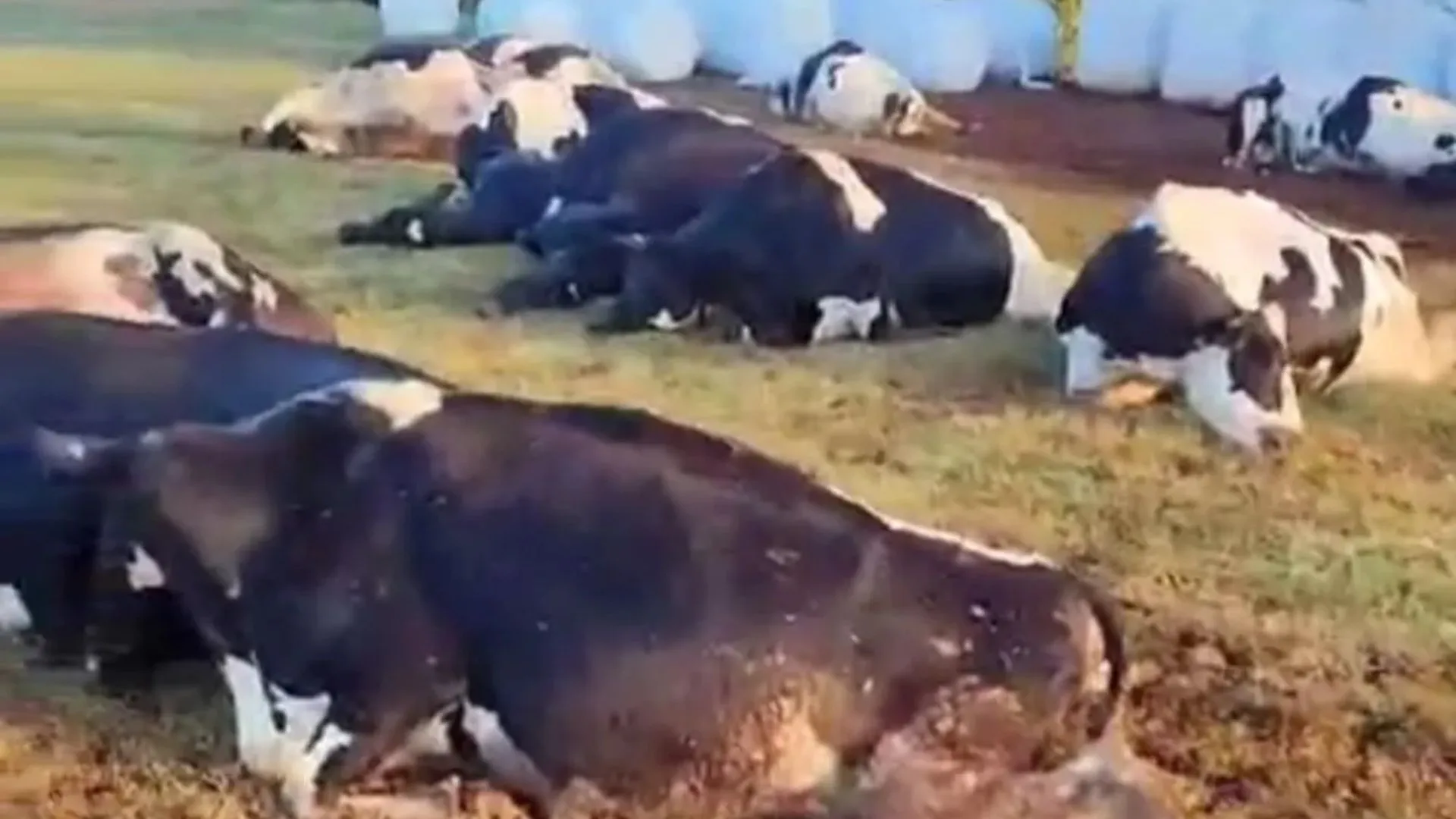 Acidente elétrico mata 32 vacas no interior do Paraná