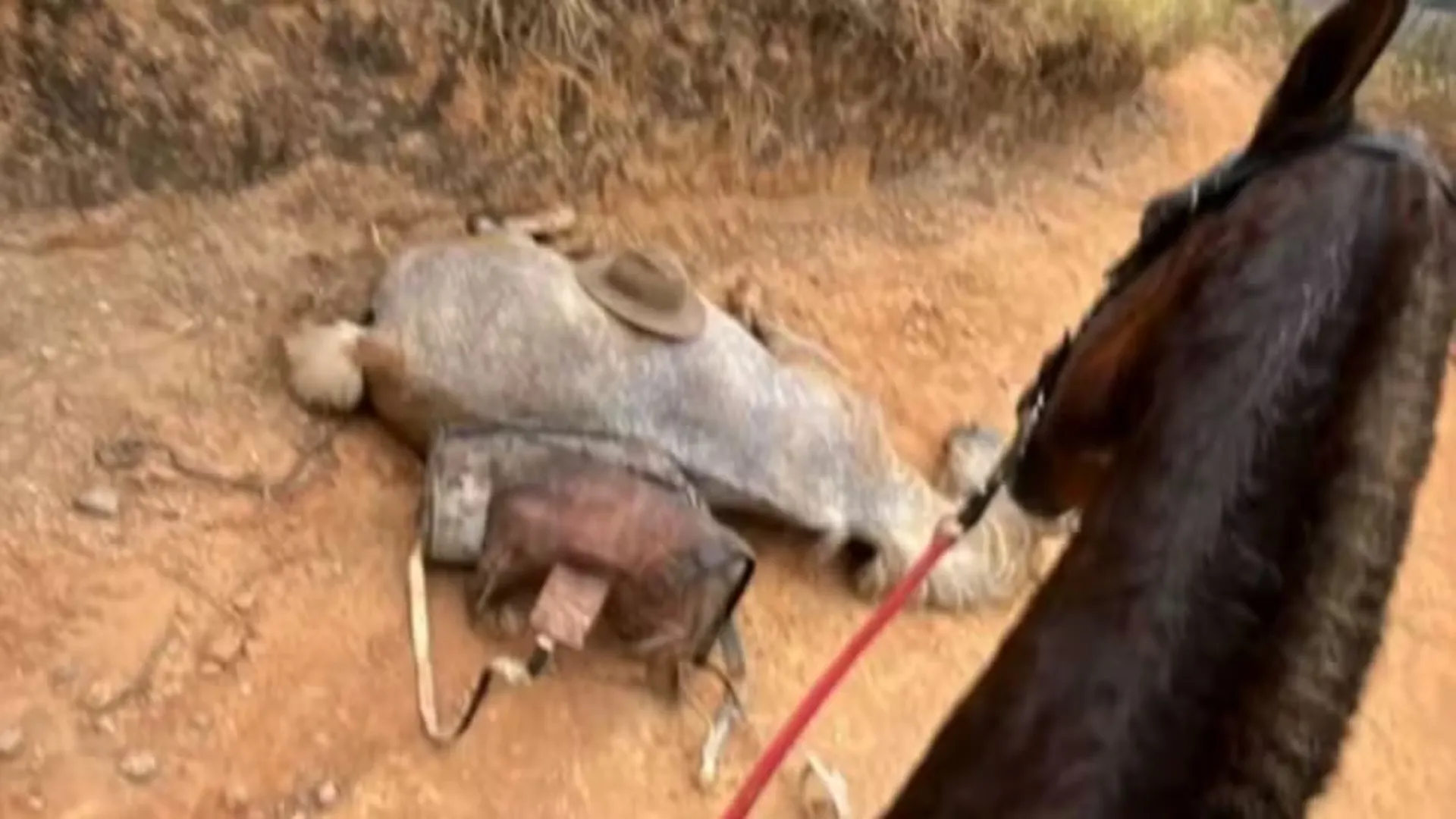 Cavalo tem patas mutiladas, causa revolta e mobilização por justiça