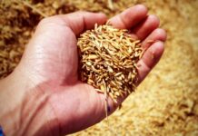 Produção de grãos em SC cresce e alcança 7,85 milhões de toneladas