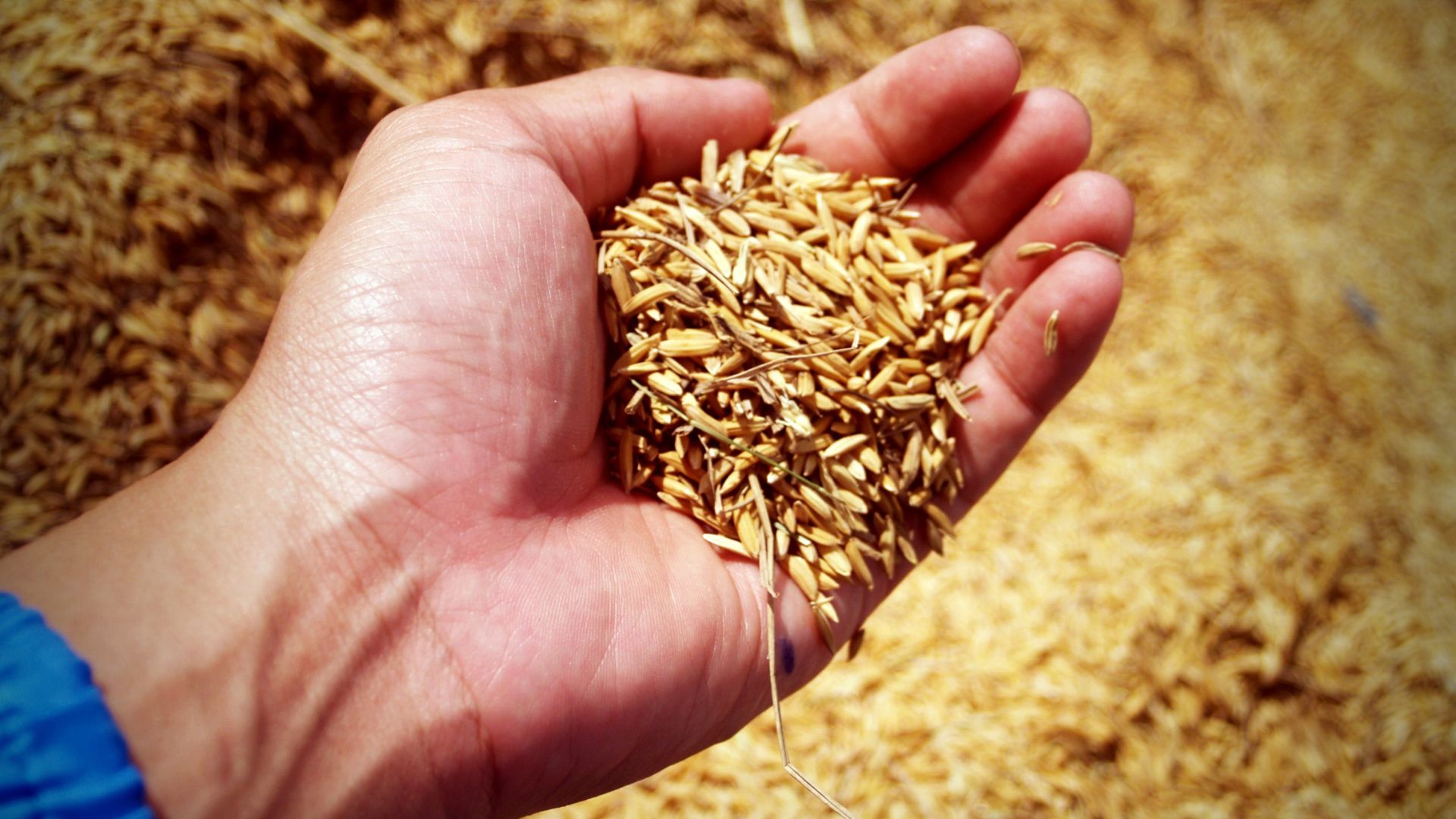 Produção de grãos em SC cresce e alcança 7,85 milhões de toneladas