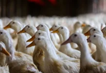 SC mantém liderança na produção de aves e conquista mercados em 135 países