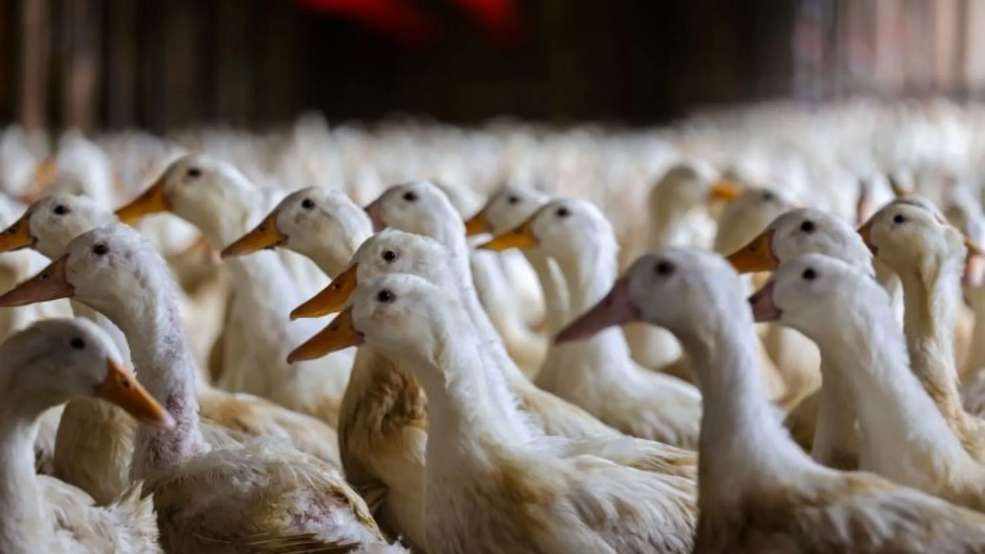 SC mantém liderança na produção de aves e conquista mercados em 135 países