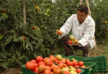 Morre Atsuo Suzuki, ex-gerente da Estação da Epagri em Caçador