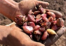 Com apoio da Epagri, safra de alho em SC deve atingir 7,5 mil toneladas